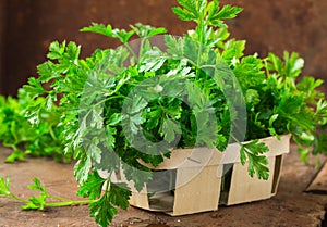 Delicious Parsley sprigs in a brown wicker basket and wooden board. Garden parsley herbs. Organic effective source of anti-oxidant