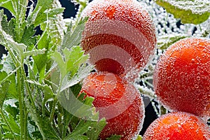 Parsley and tomato in bubbles
