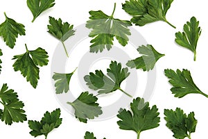 Texture of green leaves of fresh parsley lie on a white background