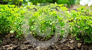 Parsley on a vegetable bed