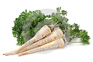 Parsley vegetable root on white photo