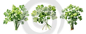 Parsley, watercolor painting style illustration.