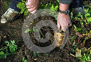 Parsnip being pulled from the ground.