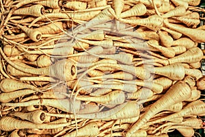 parsnip bulk