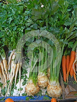 Parsnip, celery and carrots