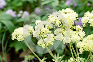 Parsnip flower or Eriogonum Heracleoides plant in Saint Gallen in Switzerland 9.5.25 photo