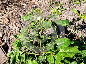 Parsnip Pastinaca sativa, umbellifer garden background photo