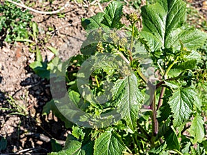 Parsnip Pastinaca sativa, umbellifer garden background photo