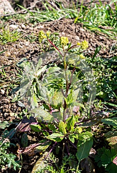 Parsnip Pastinaca sativa, umbels in spring photo