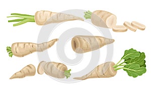 Parsnip with Roots and Lush Top Leaves Vector Set