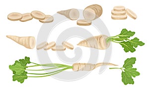 Parsnip with Roots and Lush Top Leaves Vector Set