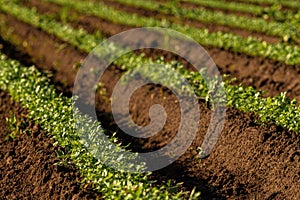 Parsnip seedlings on cultivated plantation field photo