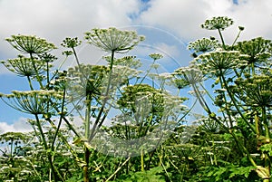 Parsnip Sosnowski (Heracleum sosnowskyi) in the Vilnius city.