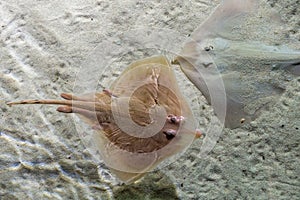 Parsnip stingray fish on sand