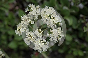 Parsnipflower buckwheat Eriogonum heracleoides var. heracleoides, off-white flower