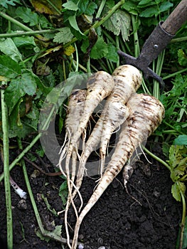 Parsnips