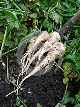 Parsnips