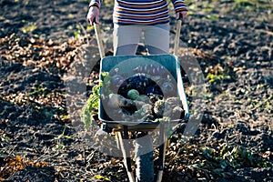 parsnips  kohlrabi celery in a dray in autumn field