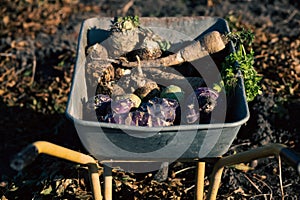 parsnips  kohlrabi celery in a dray in autumn field