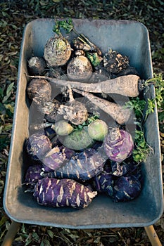 parsnips  kohlrabi celery in a dray in autumn field