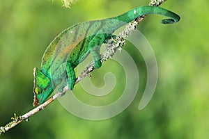 Parson chameleon