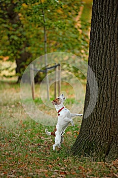 Parson Jack Russell barking up wrong tree?