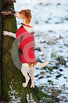 Parson Jack Russell climbing tree in winter