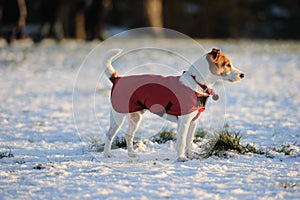 Parson Jack Russell in red winter coat