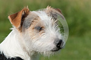 Parson Jack Russell terrier