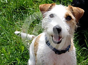 parson jack russell terrier