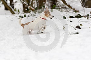 Parson Jack Russell Terrier in deep snow