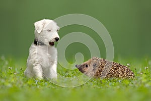 Parson Jack Russell Terrier and hedgehog photo