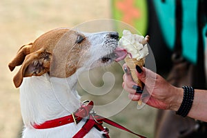 Parson Jack Russell Terrier licking dog ice cream