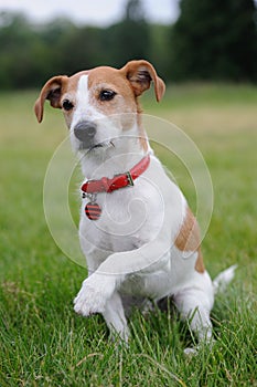 Parson Jack Russell Terrier offering his paw