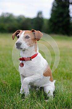 Parson Jack Russell Terrier offering his paw photo