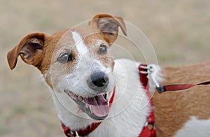 Parson Jack Russell Terrier panting