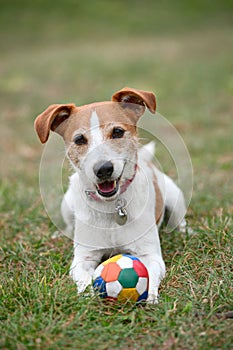 Parson Jack Russell Terrier playing with ball