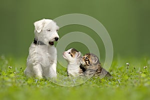 Parson Jack Russell Terrier puppy with two little kittens