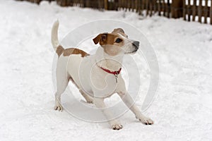 Parson Jack Russell Terrier ready to play photo