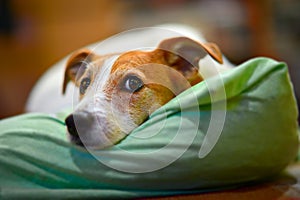 Parson Jack Russell terrier resting on his bed photo