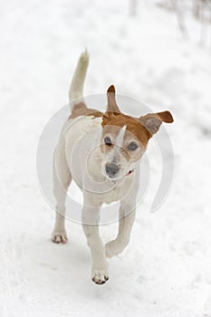 Parson Jack Russell Terrier running in snow