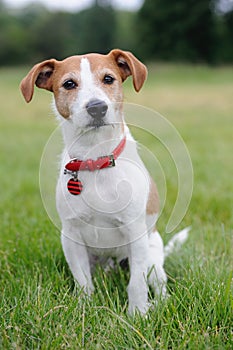 Parson Jack Russell Terrier sitting in a park