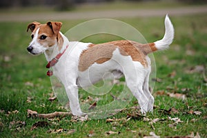 Parson Jack Russell Terrier standing in a park