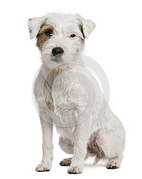 Parson russel terrier, 2 years old
