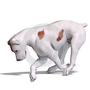 Parson Russel Terrier Dog