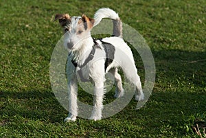 Parson Russell Terrier photo