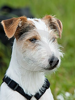 Parson Russell Terrier photo