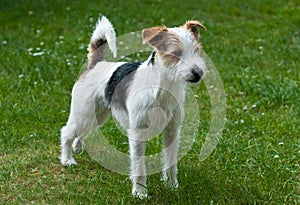 Parson Russell Terrier