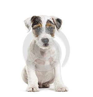 Parson Russell Terrier, 2 months old