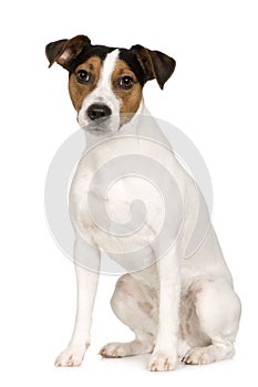 Parson Russell Terrier (2 years) photo